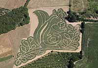 aerial photo of maize
                                maze