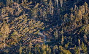 storm damaged trees near newby Bridge in the Lake District in the Lake District aerial photograph  