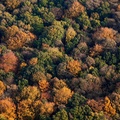 autumn trees in Auckland Park  from the air