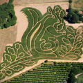squirrel maize maze   from the air