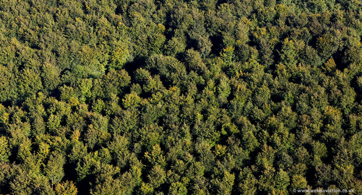  trees at Denge Wood from the air