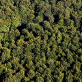trees-db60609.jpg