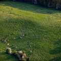 happy-cows-in-pasture-rd05635.jpg