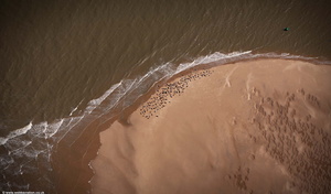 Seals basking on a sandbank in the River Dee Estruary aerial photo