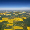  fields of rape seed from the air