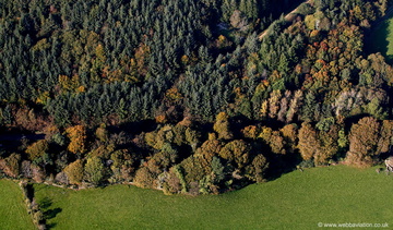 woodland trees on the Llyn Peninsula - Wales from the air